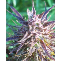 Purple Maroc | Female Seeds
