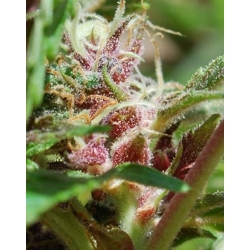 Red Purps | Female Seeds