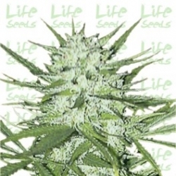 Early Skunk | Life Seeds